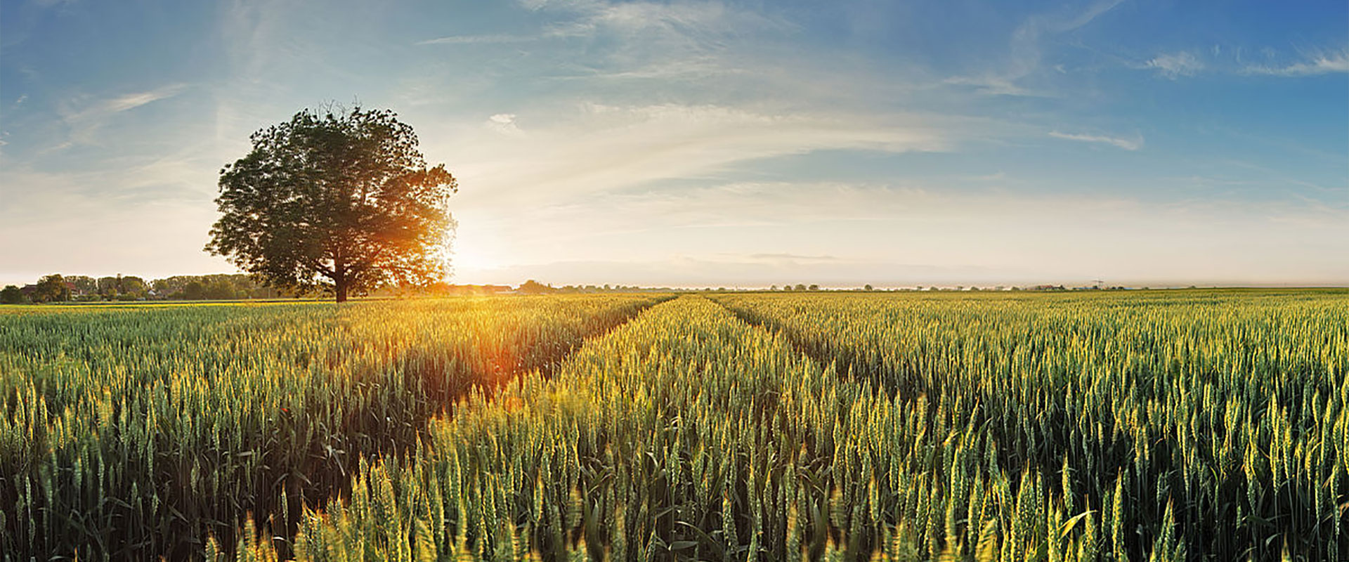 wheat field background